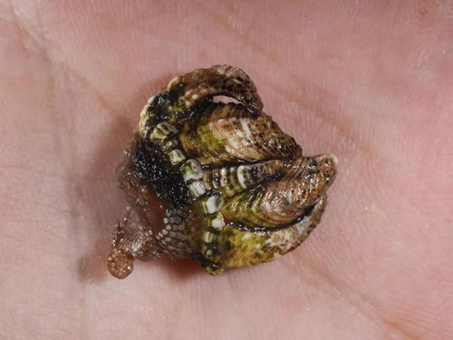 这是生长在浙江海边的一种贝类(不知道是不是贝类),好像喜欢长在岩石缝