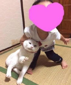 折服的意思和造句，降服的意思UFC