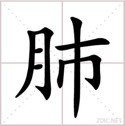 肺字五笔怎么打的笔画，肺字五笔打字怎么打