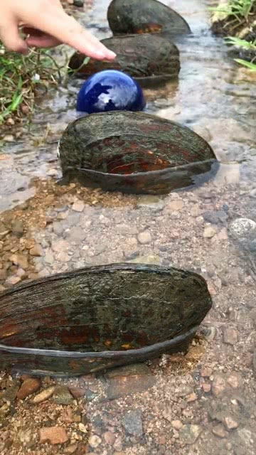 蚌壳的拼音怎么写的拼音，河蚌读音bang还是beng