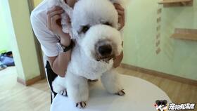 贝林顿梗的智商，贝灵顿梗犬图片