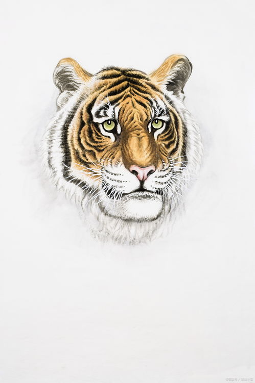 盘点属虎的男明星有哪些?