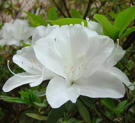 decorum是什么意思，decorum怎么记