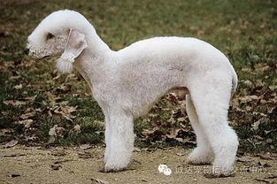 贝灵顿梗的性格怎么样