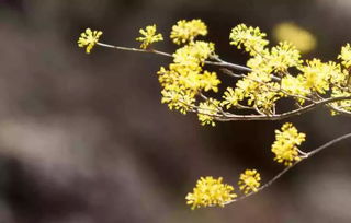 芳草鲜美的意思和造句