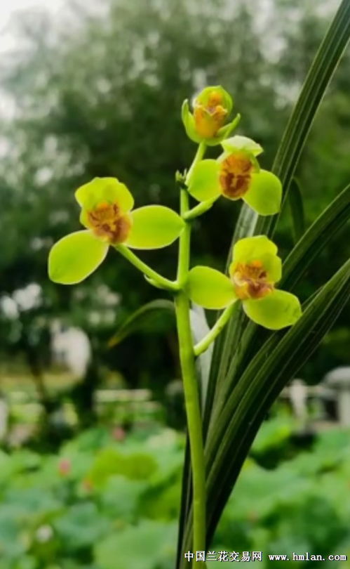 芳名是什么意思