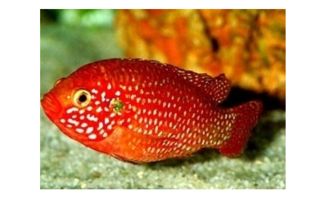 鲷鱼，鱼周念什么鮰鱼