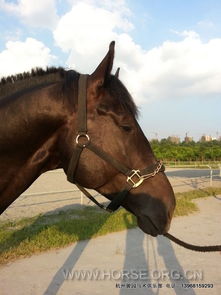 马工还在峰源吗