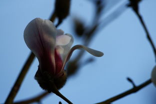 能开二月花过江千尺浪入竹万竿斜，能开二月花前面一句是什么