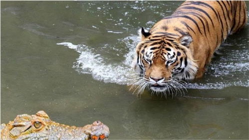 蓝锁鳄鱼兄弟，鳄鱼兄弟全集国语版央视