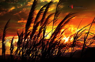 衰草连天什么意思，哀草连天的意思是啥