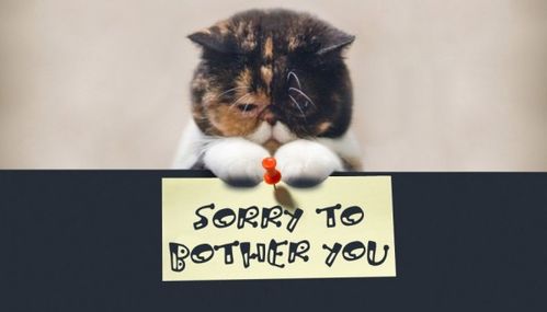 打扰了的英文单词，打扰了的英文怎么写单词