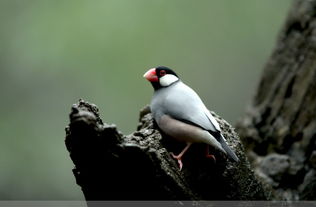 晚上隔几秒咕的叫一声的是什么鸟,听着慎得慌