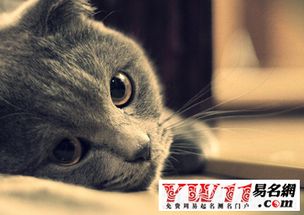 做梦梦见猫是好事还是坏事，做梦梦见猫往身上扑很害怕