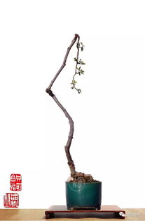 水横枝与栀子区别，水横枝是什么意思在朝花夕拾中