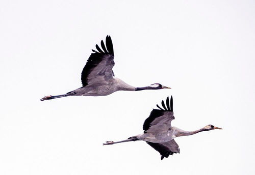 鹤群小说，鹤群苏格兰折耳猫 百度云