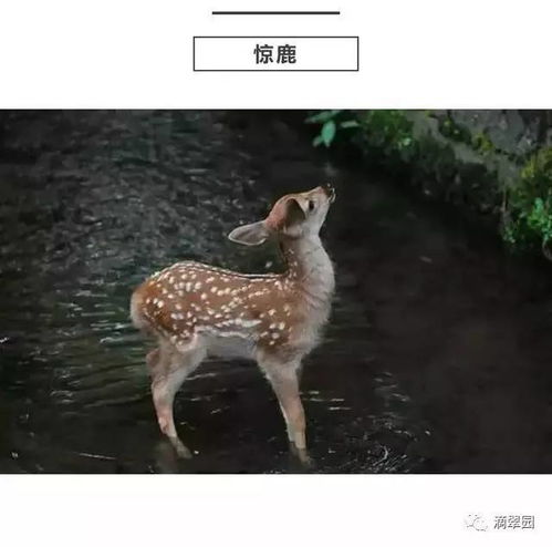 惊鹿是中国的还是日本的