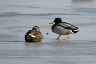 绿头鸭是几级保护动物?