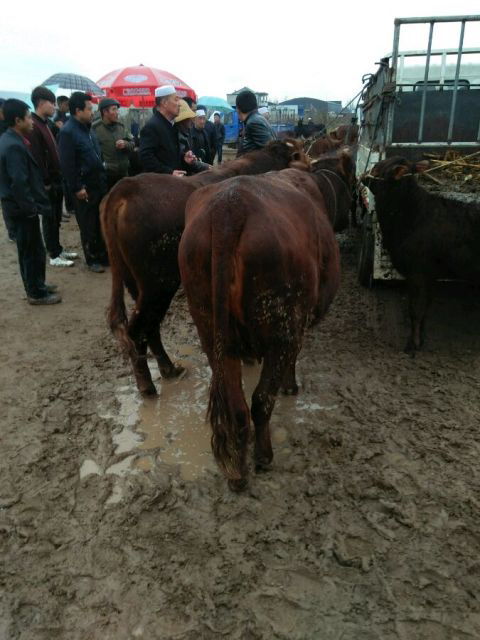 骡马会的解释骡马会的解释是什么