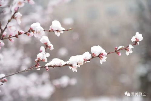 陈果《四月雪》歌词?