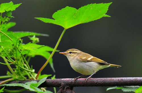 快乐的小鸟图片，快乐的小鸟演员表