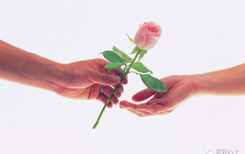 赠人玫瑰手有余香的意思是帮助什么什么也会快乐，赠人玫瑰手有余香的意思和含义