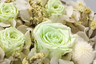 永生花花语是什么意思，永生花什么含义