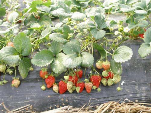 邯郸匍匐的意思，匍匐的意思和拼音