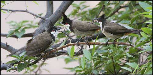 鸟半夜叫隔几秒叫一声正常吗，鸟叫时间吉凶预兆半夜