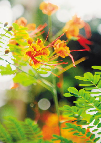 金凤花的功效与作用，金凤花的寓意是什么