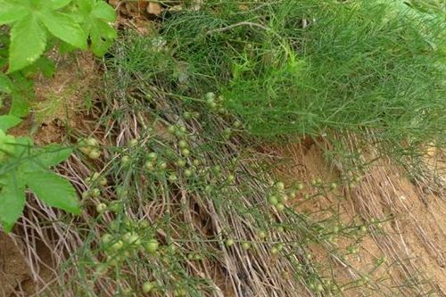 什么叫块根,什么叫块茎?