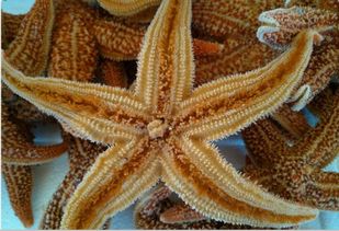 海星的功效与作用及禁忌，海参的功效与作用