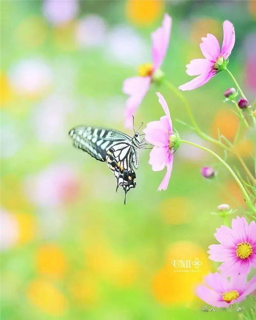 妄自尊大是什么意思