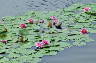 塘组词有哪些词语