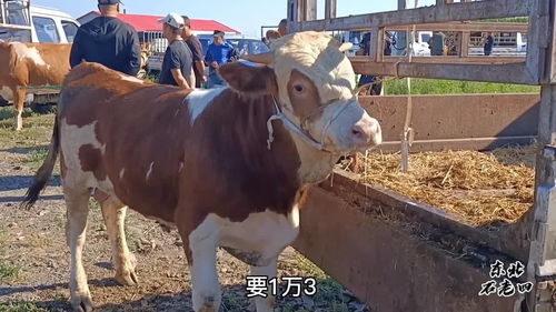 牤幼虫什么地方可以找到