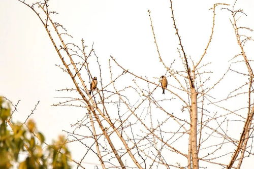 "清平乐"的读音是什么?