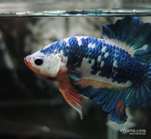 泰国斗鱼怎么养,每天喂它吃什么好