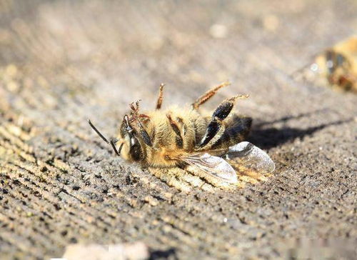 仰面朝天什么意思解释