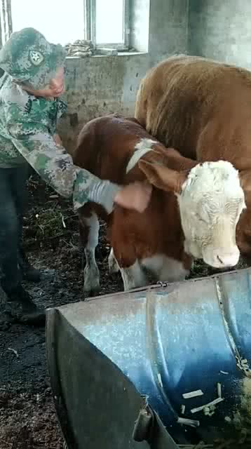 牤牛是什么意思，牤牛虫