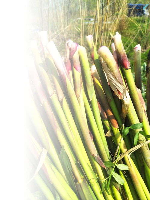芦根和藕节煮水的功效，芦根是什么东西