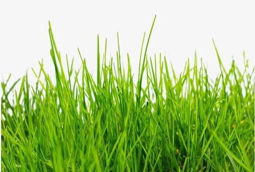 描写春天的草地