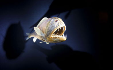 尖牙利爪是什么生肖，尖牙什么时候换