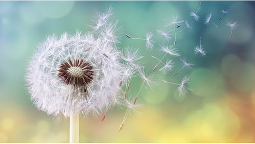 花粉过敏的症状是什么 花粉过敏和感冒的区别