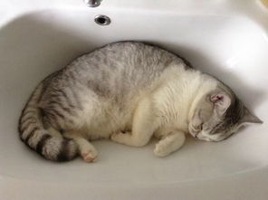 谄媚阿谀，谄媚阿谀的拼音