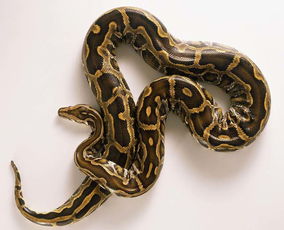 梦见巨蟒是什么预兆