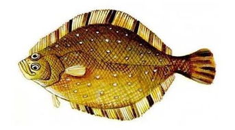 鱼国国王小作文，鱼国画作品欣赏