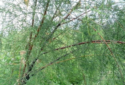 西河柳别名，西河柳树苗