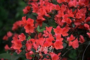 “谆谆教导”的读音及意思分别是什么?