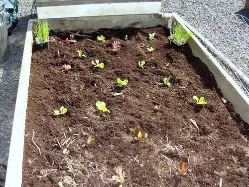 阴凉的拼音是什么意思，阴凉 的拼音