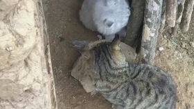 苏轼大江东去浪淘尽全诗是什么?